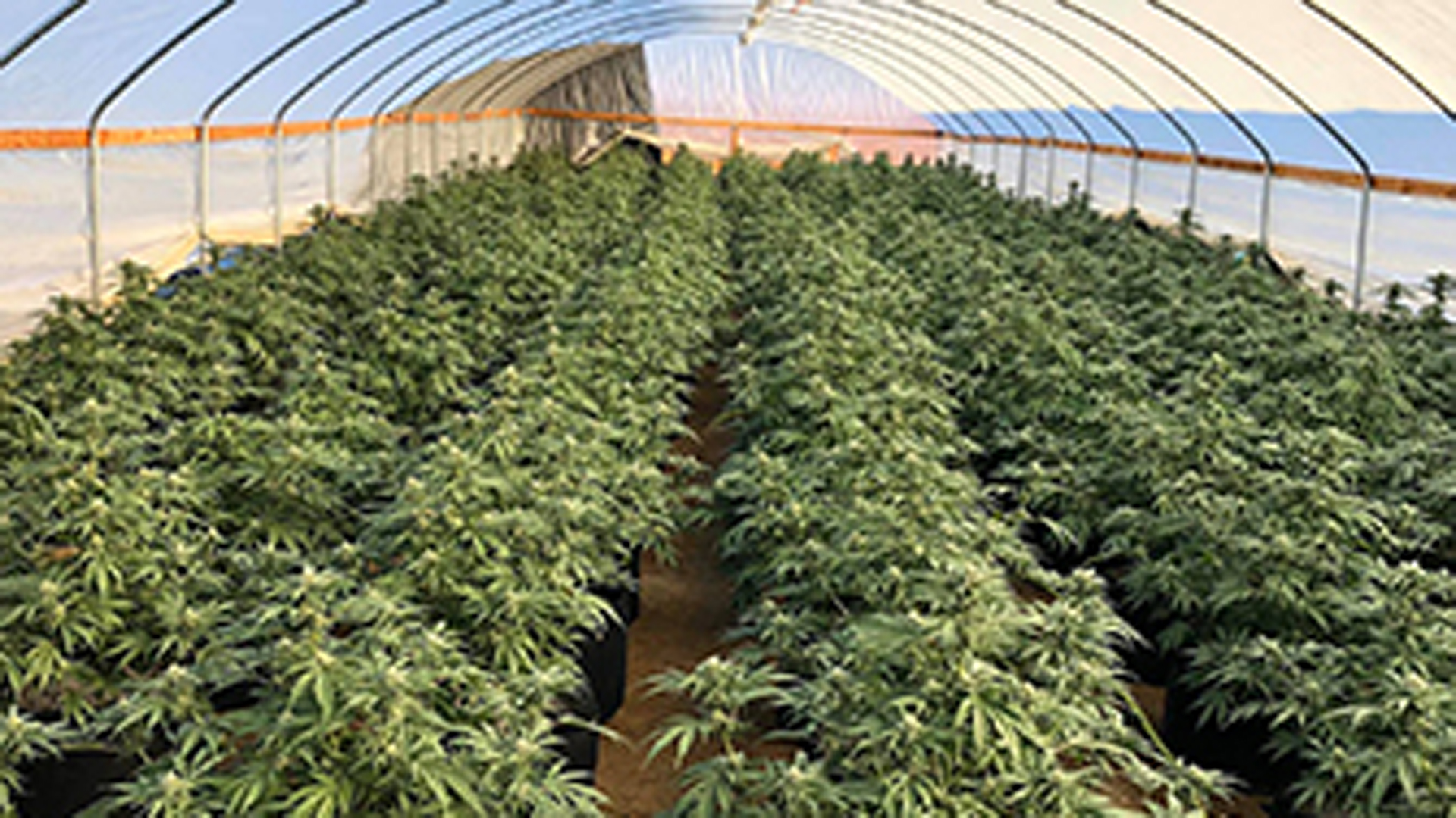 The Riverside County Sheriff's Department released this photo of some of the marijuana plants discovered in a raid on Oct. 7, 2019.