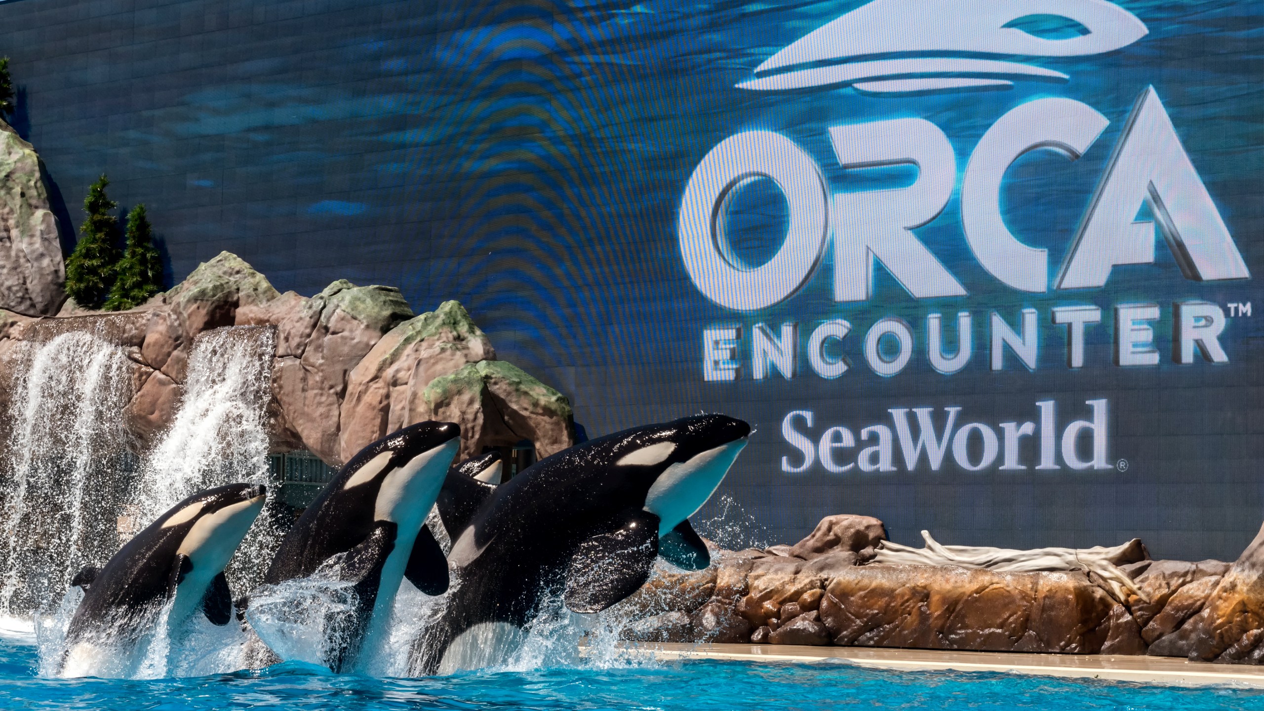 Orcas are seen at SeaWorld San Diego in this undated photo. (Credit: Mike Aguilera/SeaWorld San Diego)