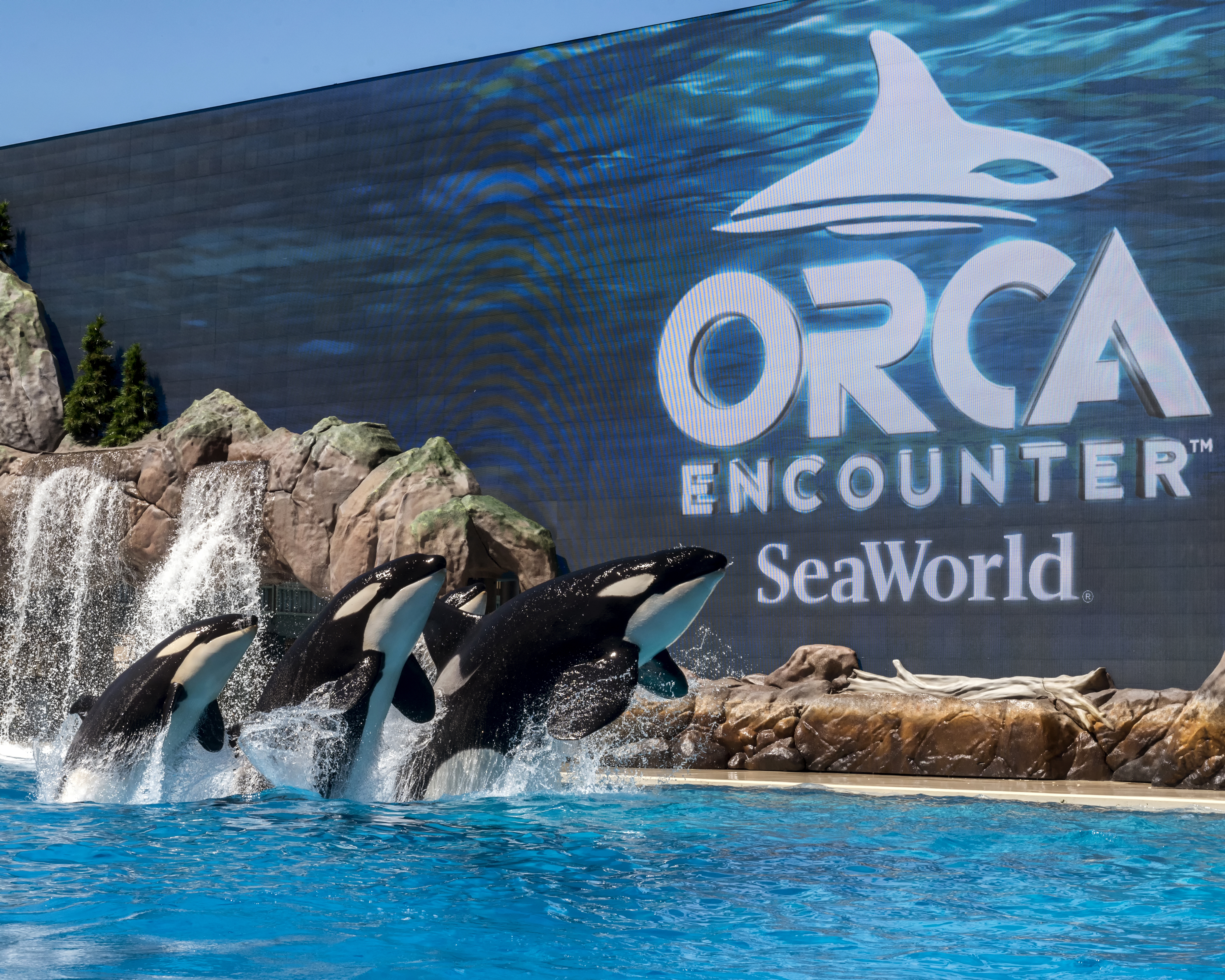 Orcas are seen at SeaWorld San Diego in this undated photo. (Credit: Mike Aguilera/SeaWorld San Diego)