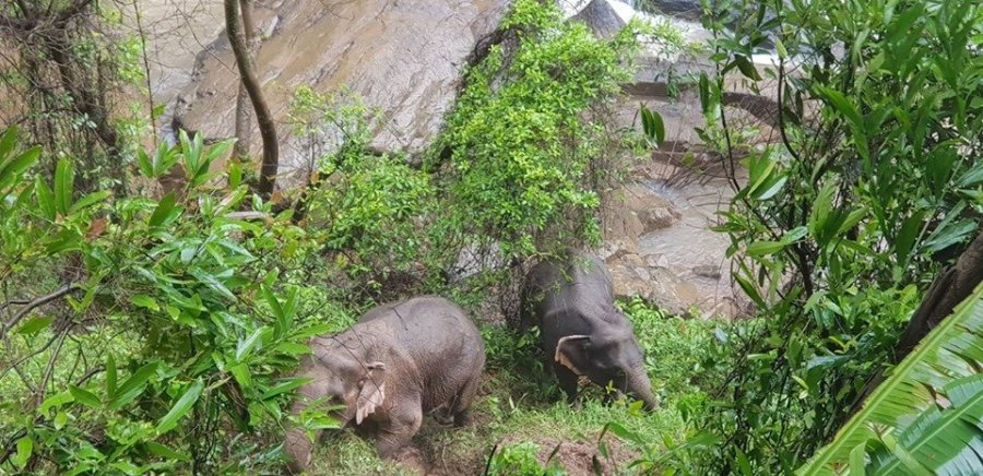 Five elephants and a 3-year-old calf died at a waterfall in Thailand during what authorities believe was an attempt by the adults to save the young one. (Credit: Thailand Department of National Parks Wildlife And Plant Conservation via CNN)