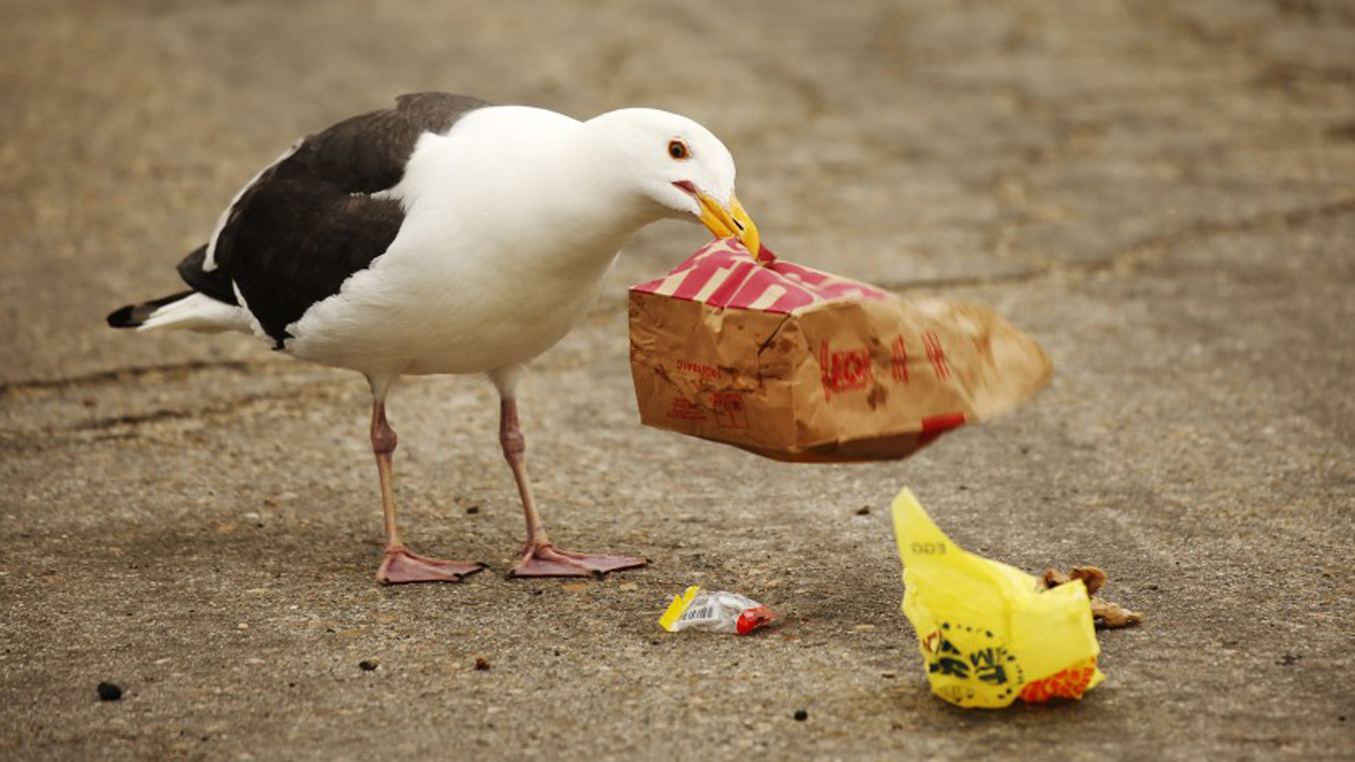 A Western sea gull digs for food in discarded fast food packaging in Oxnard in this undated photo. (Credit: Los Angeles Times)