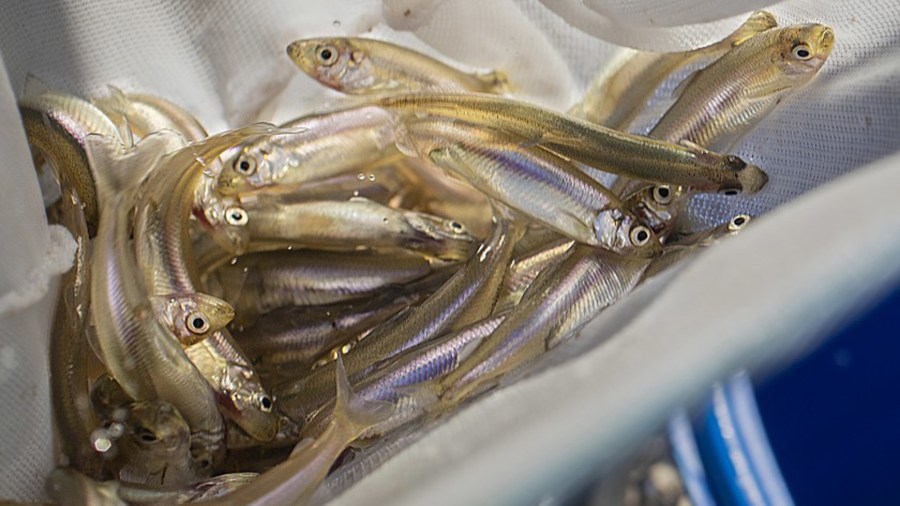 Massive water exports have upended the delta’s natural hydrologic rhythms and helped push native fish, such as the delta smelt and winter-run Chinook salmon, to the brink of extinction. In this file photo, federally endangered delta smelt that were hatched at the UC Davis Fish Conservation & Culture Lab are transferred to a holding tank at the Aquarium of the Pacific in Long Beach.(Credit: Allen J. Schaben / Los Angeles Times)