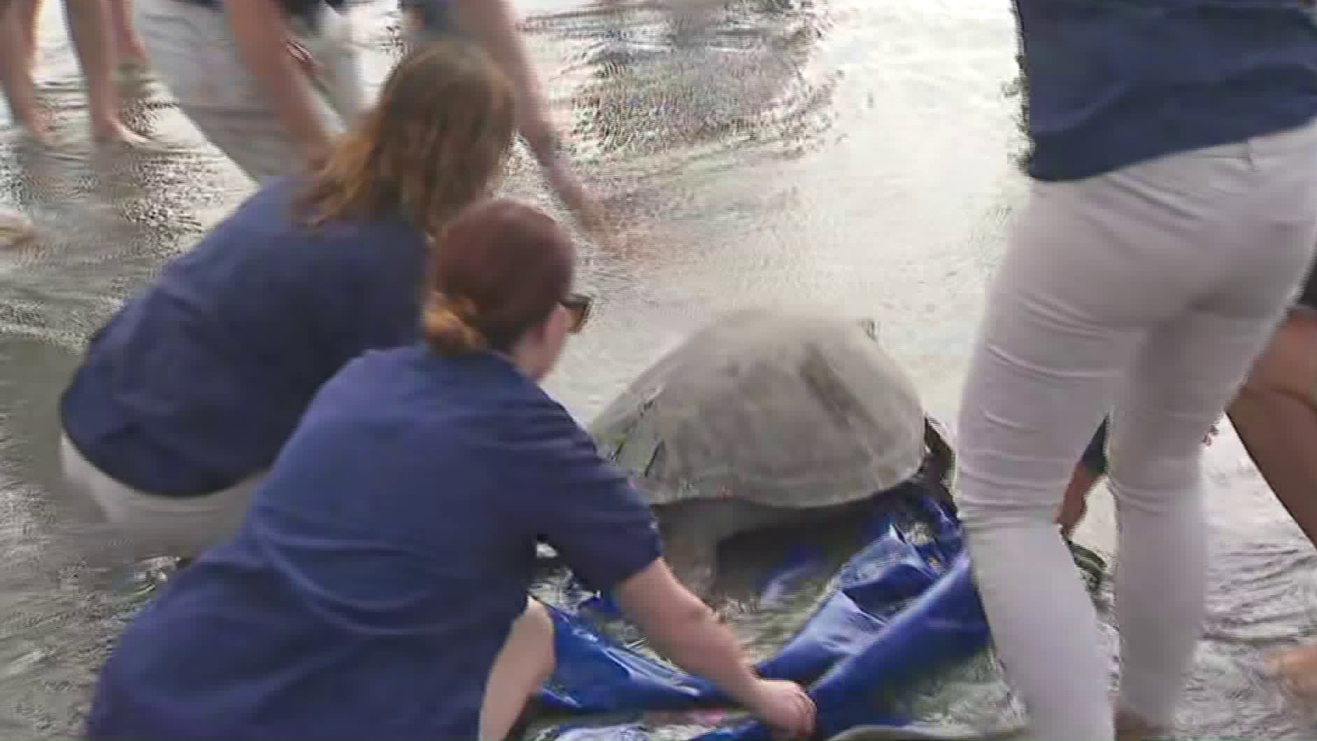 Staffers with the Aquarium of the Pacific released a 160-pound sea turtle back into the wiled near the mouth of the San Gabriel River in Seal Beach on Oct. 8, 2019. (Credit: KTLA)