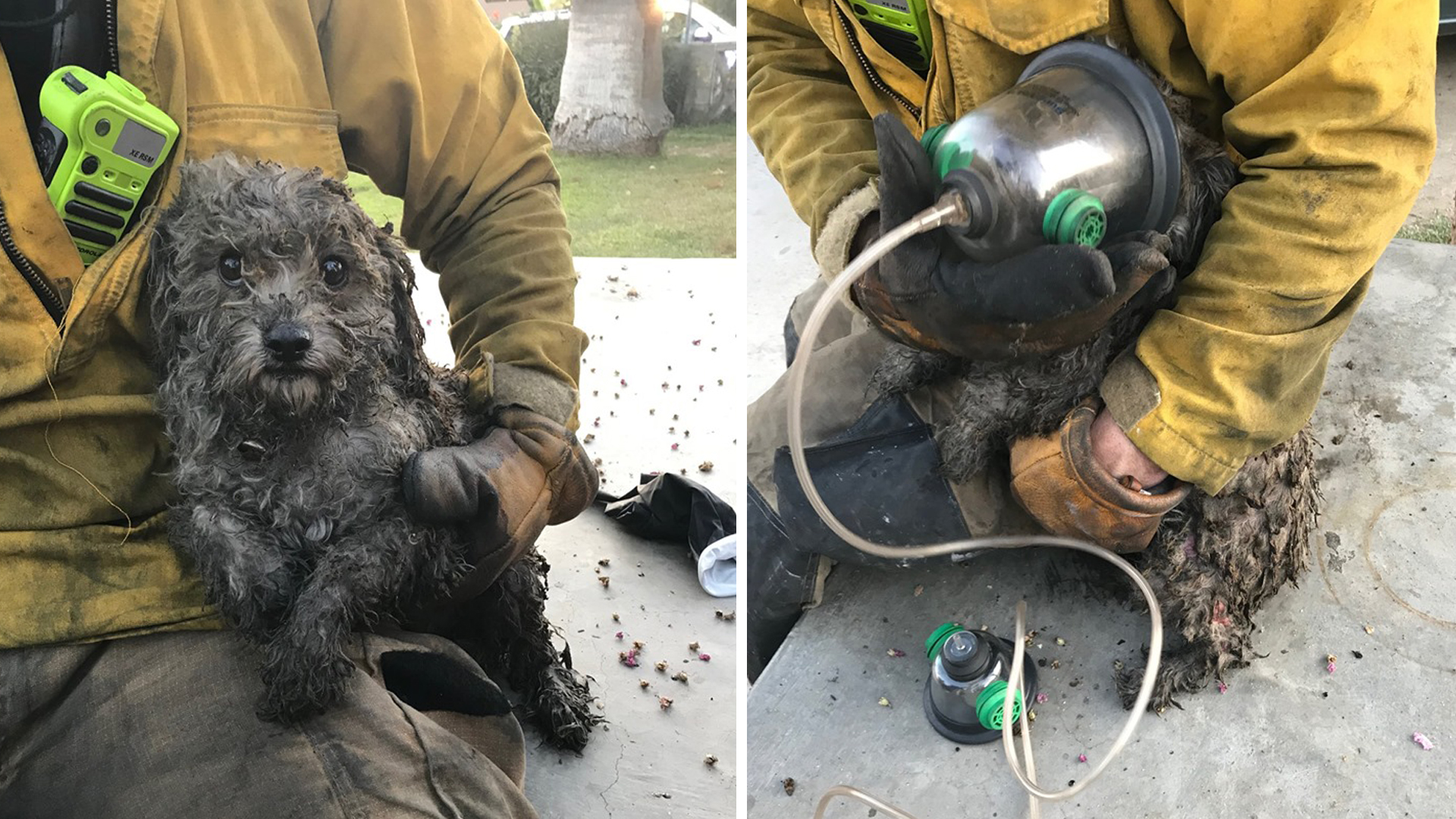 Firefighters rescue a dog from a house fire in Bakersfield on Oct. 8, 2019. (Credit: Kern County Fire Deoartment)