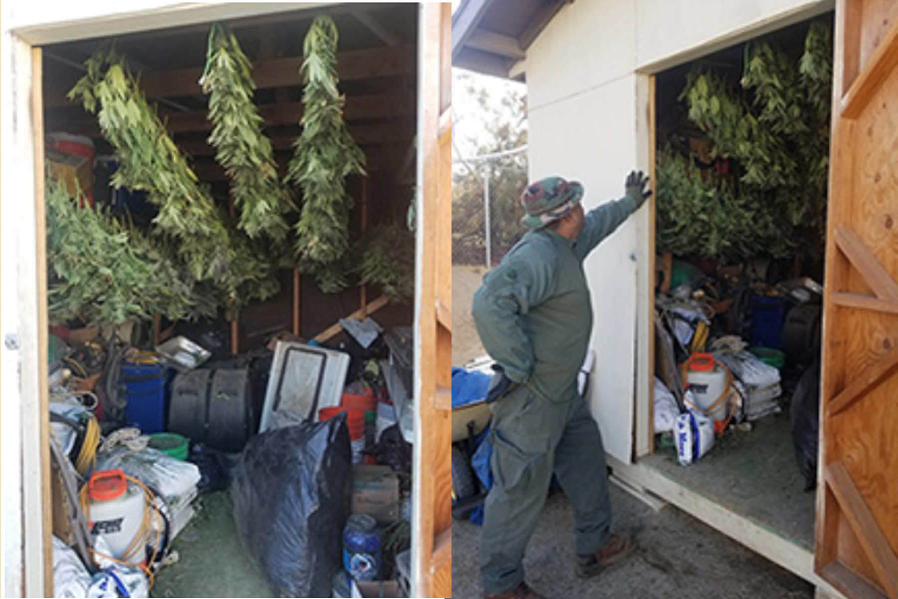 Marijuana grown illegally in Anza on Nov. 26, 2019. (Credit: Riverside County Sheriff's Department)