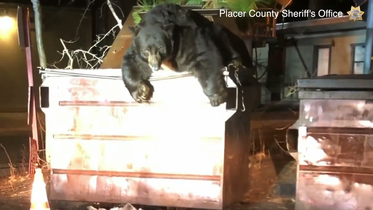 A bear emerges from a dumpster in a still from footage released Nov. 5, 2019, by the Placer County Sheriff's Office.