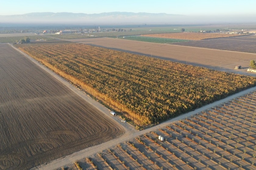 What Kern County officials say is a field of marijuana plants in Arvin is seen in an undated photo. (Credit: Kern County Sheriff’s Office)