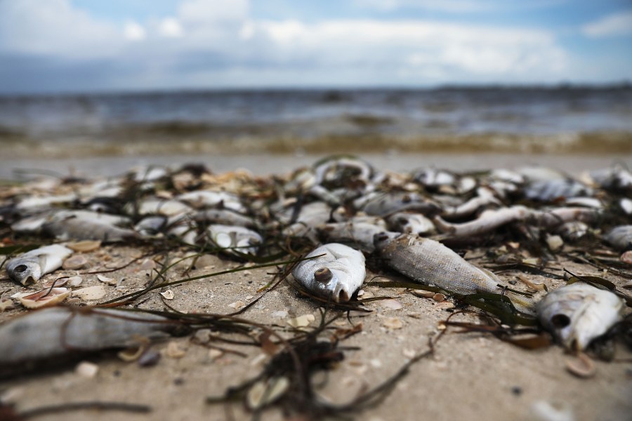 Fish are seen washed ashore the Sanibel causeway after dying in a red tide on August 1, 2018 in Sanibel, Florida. (Credit: Joe Raedle/Getty Images)