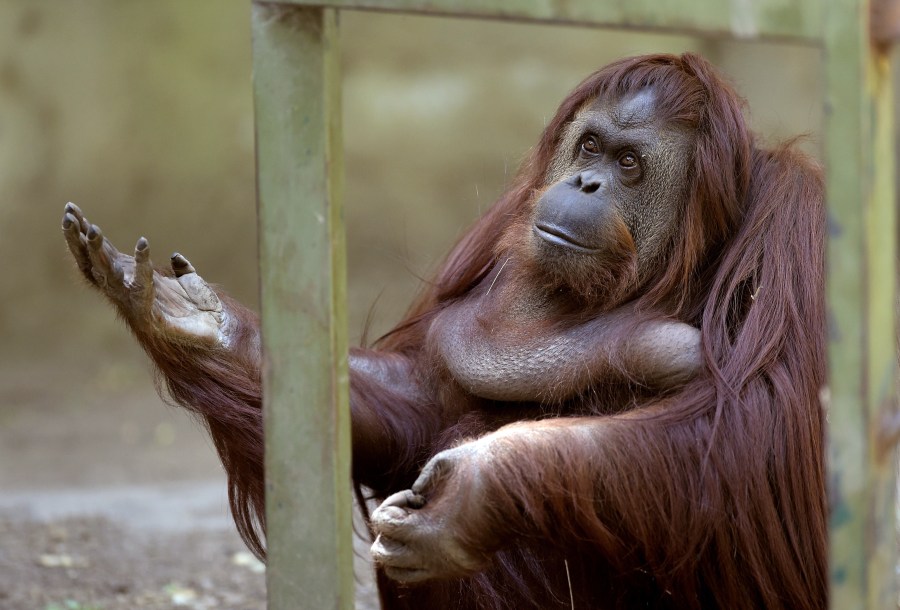 Sandra the orangutan is pictured at Buenos Aires' zoo, on Dec. 22, 2014. (Credit: Juan Mabromata/AFP via Getty Images)