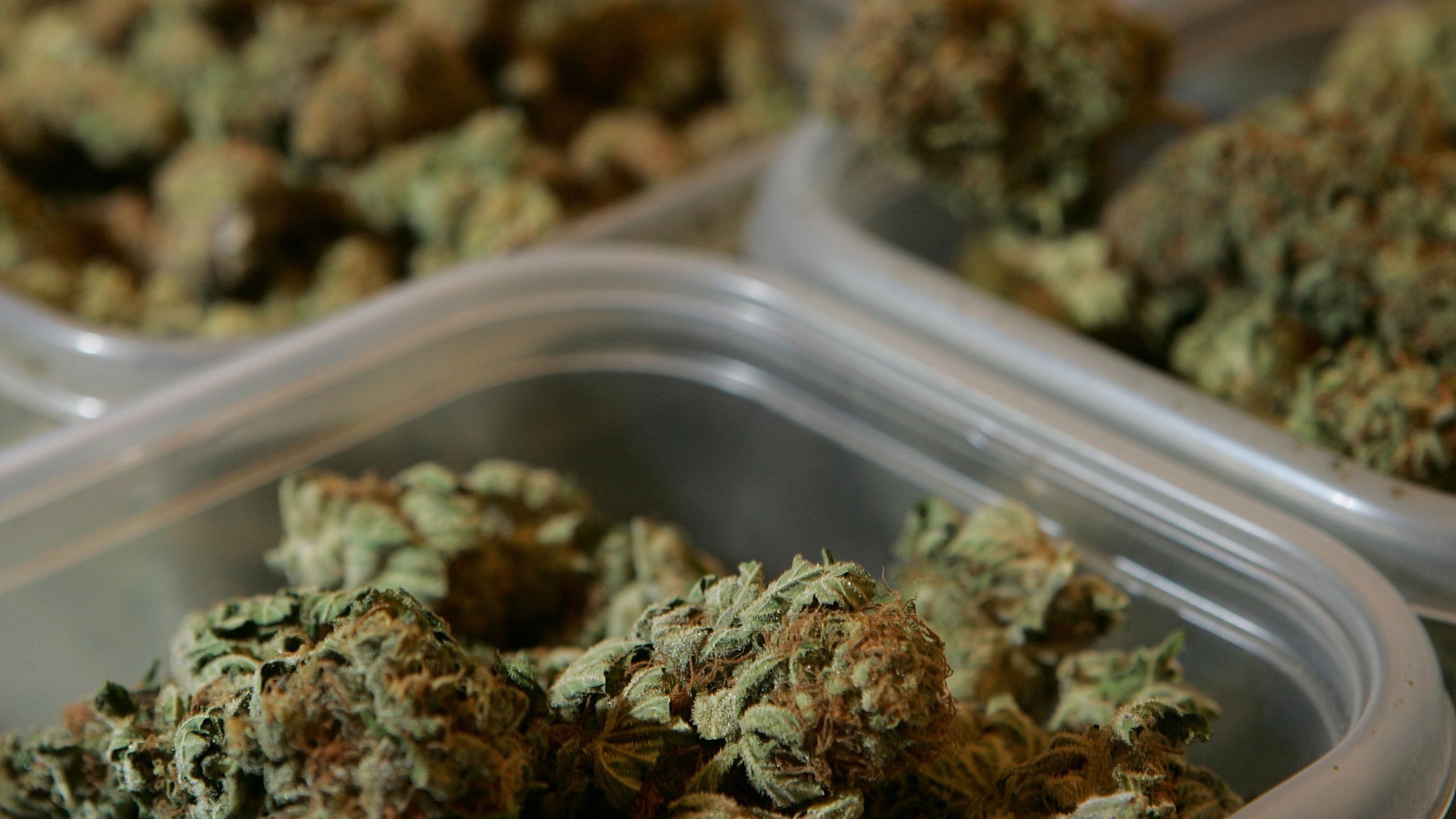 Containers of marijuana are seen at the Alternative Herbal Health Services cannabis dispensary April 24, 2006 in San Francisco. (Credit: Justin Sullivan/Getty Images)