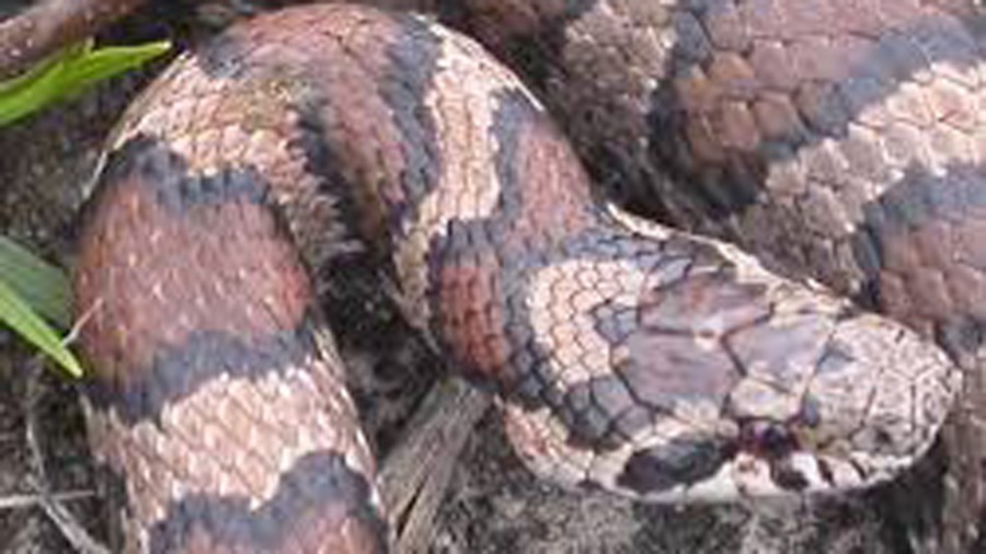 A Milksnake with signs of fungal disease is seen in an undated photo. (Credit: Jeff Lorch/ USGS National Wildlife Health Center.)