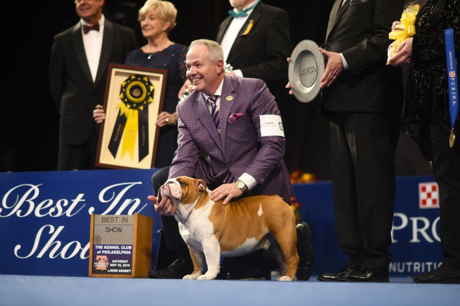 A Bulldog named Thor poses for a photo after winning "Best in Show" at the Greater Philadelphia Expo Center. (Credit: Mark Makela/Getty Images via CNN)