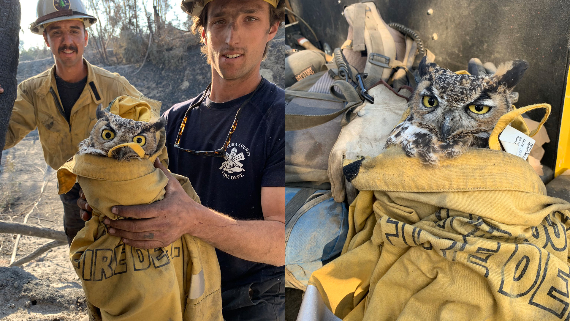 The Ventura County Fire Department shared these photos of an owl rescued by firefighters on Nov. 2, 2019.