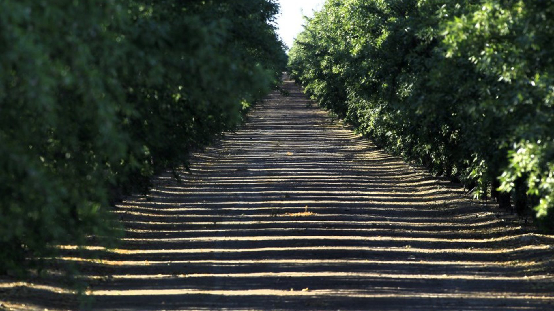 Sunlight seeps through an almond grove in the Westlands Water District in 2014. (Brian van der Brug / Los Angeles Times)