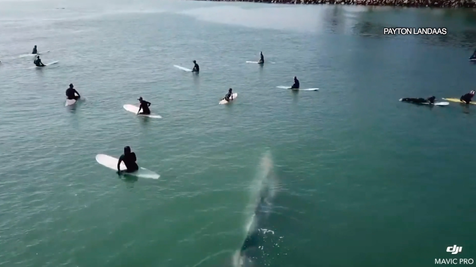 A blue whale swims among surfers at Doheny State Beach in Dana Point on Nov. 11, 2019. (Credit: Payton Landaas)