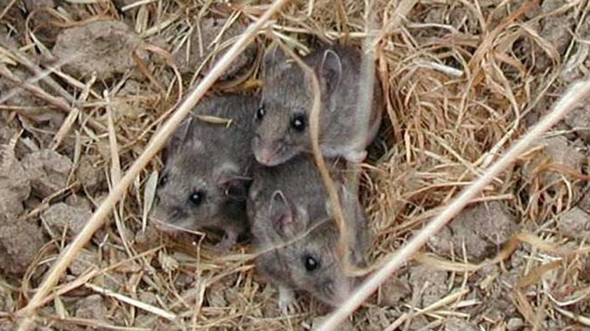 Island deer mice are seen on Santa Barbara Island in this undated photo released by the National Park Service.