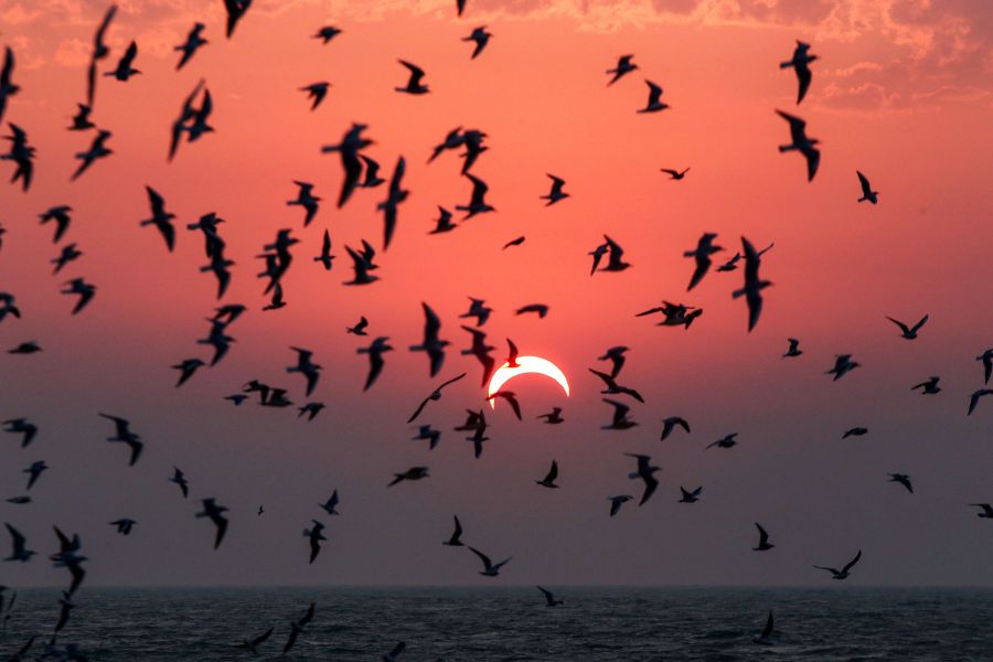 This picture taken early on Dec 26, 2019 shows seagulls flying above a beach in Kuwait City during the partial solar eclipse event. (Credit: YASSER AL-ZAYYAT/AFP via Getty Images)