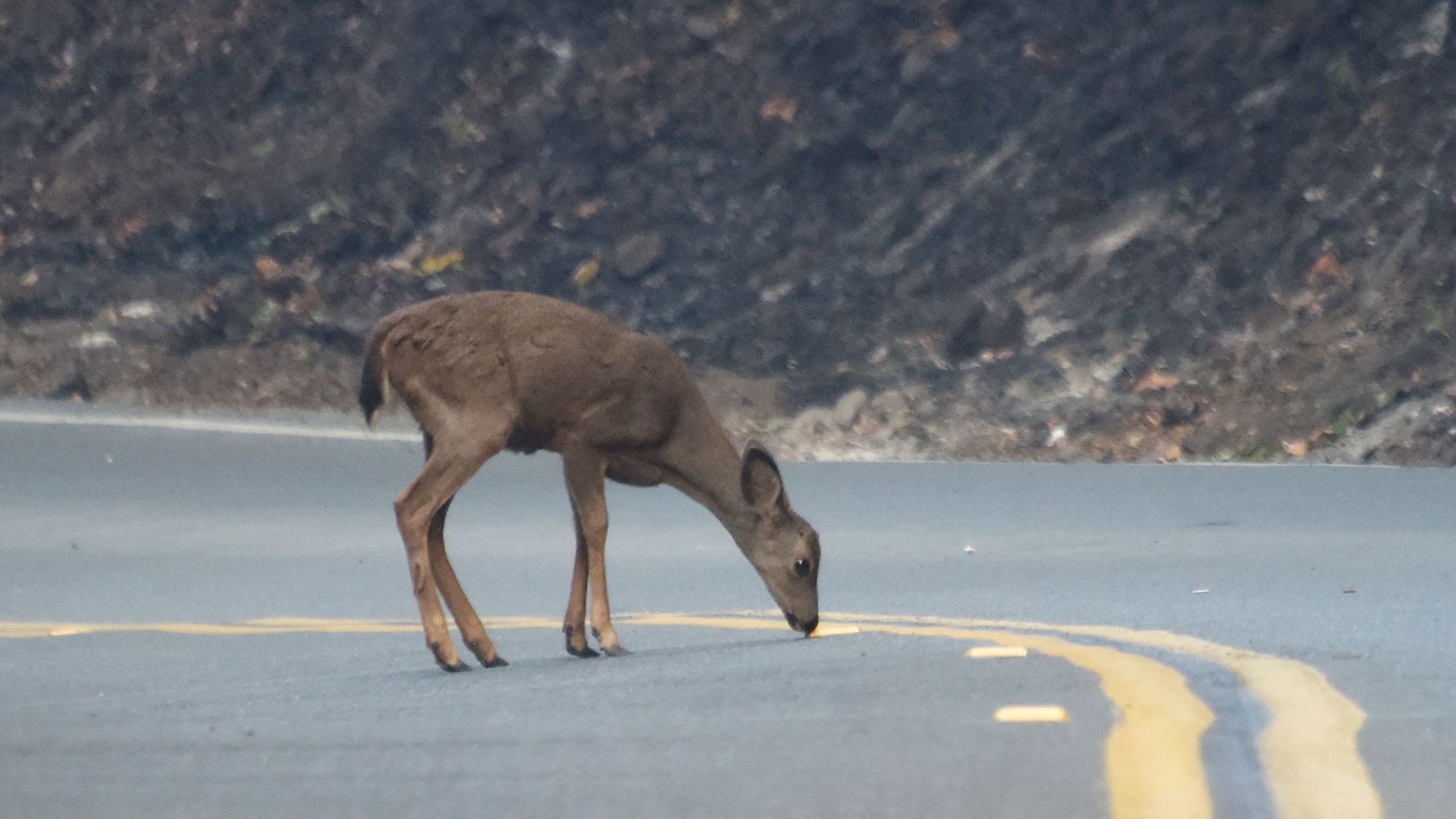 A deer wanders on the road on Oct. 12, 2017 in the hills above Santa Rosa. (Credit: ROBYN BECK/AFP via Getty Images)