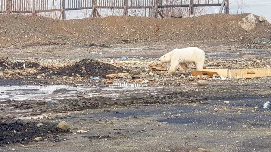 Polar bears have been forced to travel farther to find food, as sea ice continues to melt due to climate change. (Credit: Oleg Krashevsky/@putoranatour/Instagram via CNN Wire)