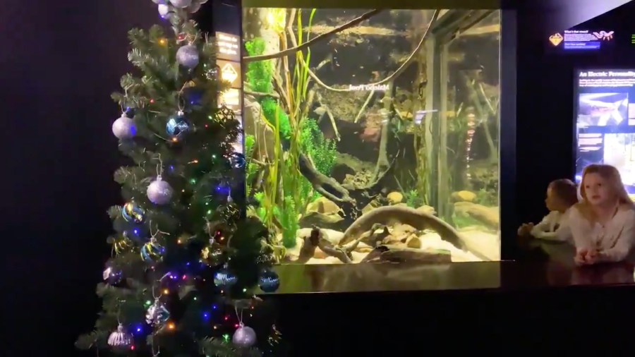 Miguel Wattson, an electric eel that resides in the aquarium's Rivers of the World gallery, not only tweets from his account, which currently has more than 38,000 followers -- he earns his keep by powering a Christmas tree at the aquarium. (Credit: CNN)