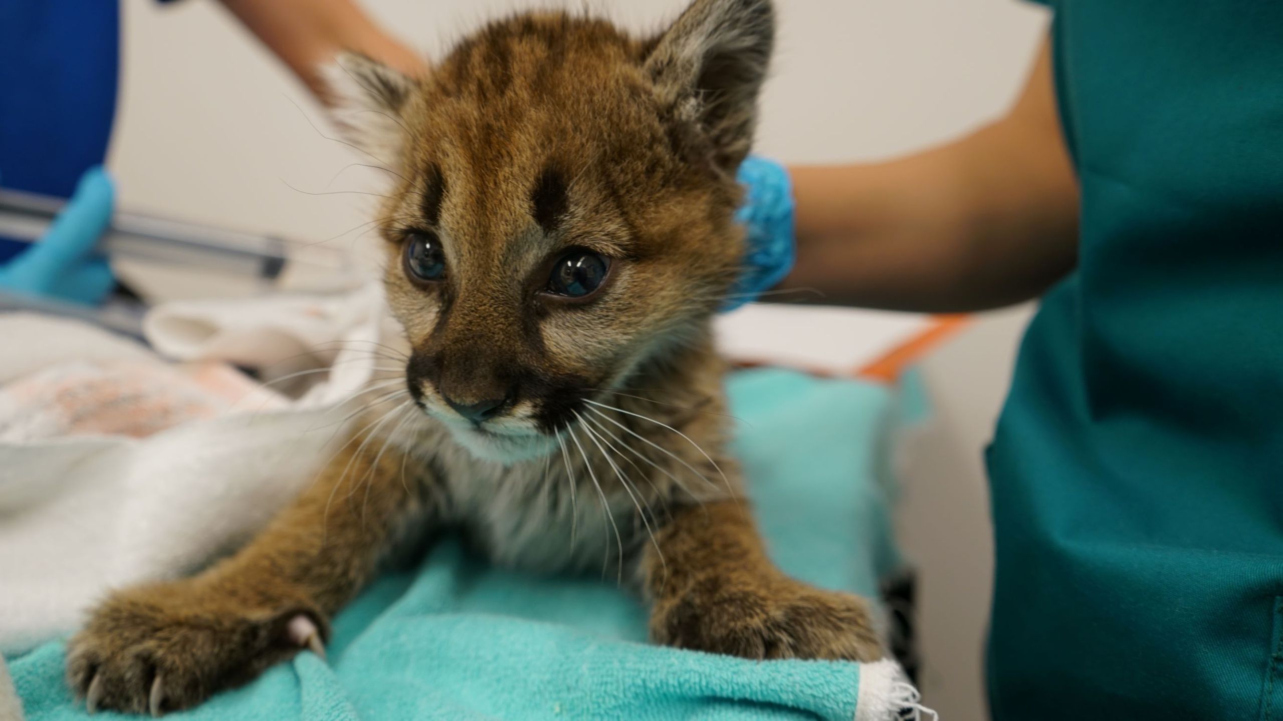 Oakland Zoo released this photo on Dec. 9 2019 of a mountain lion cub recovering at its facilities.