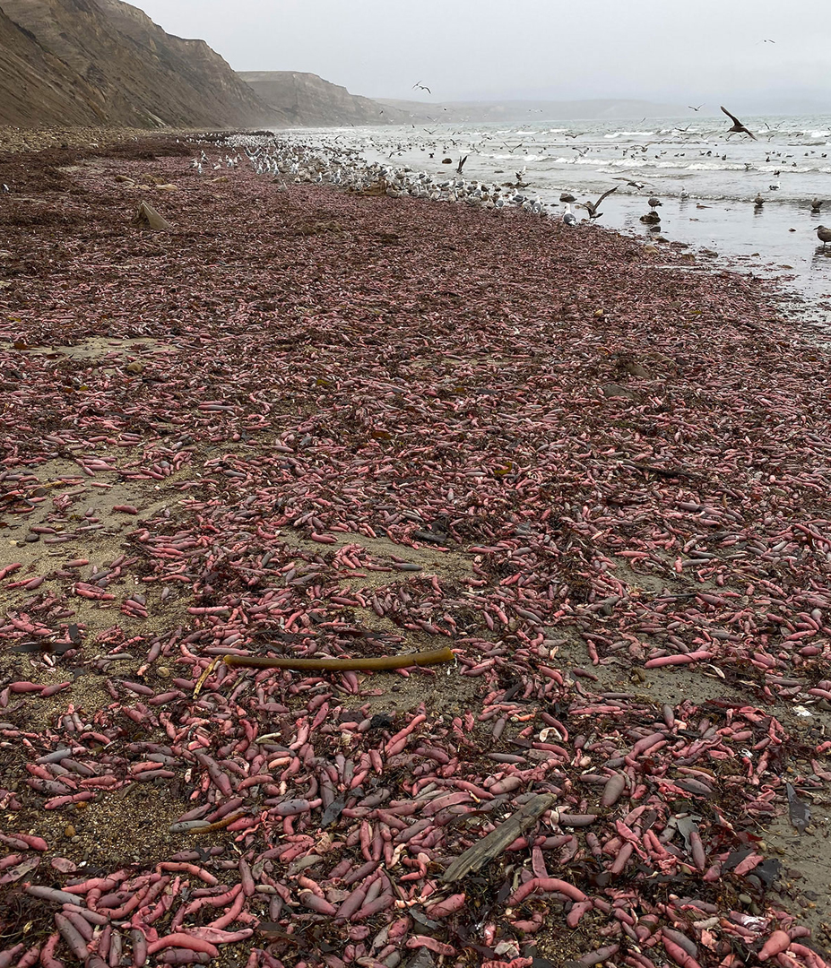 A horde of large, fat worms descended upon a central California beach, spooked out of their burrows by a bomb cyclone in late November. (Credit: David Ford)