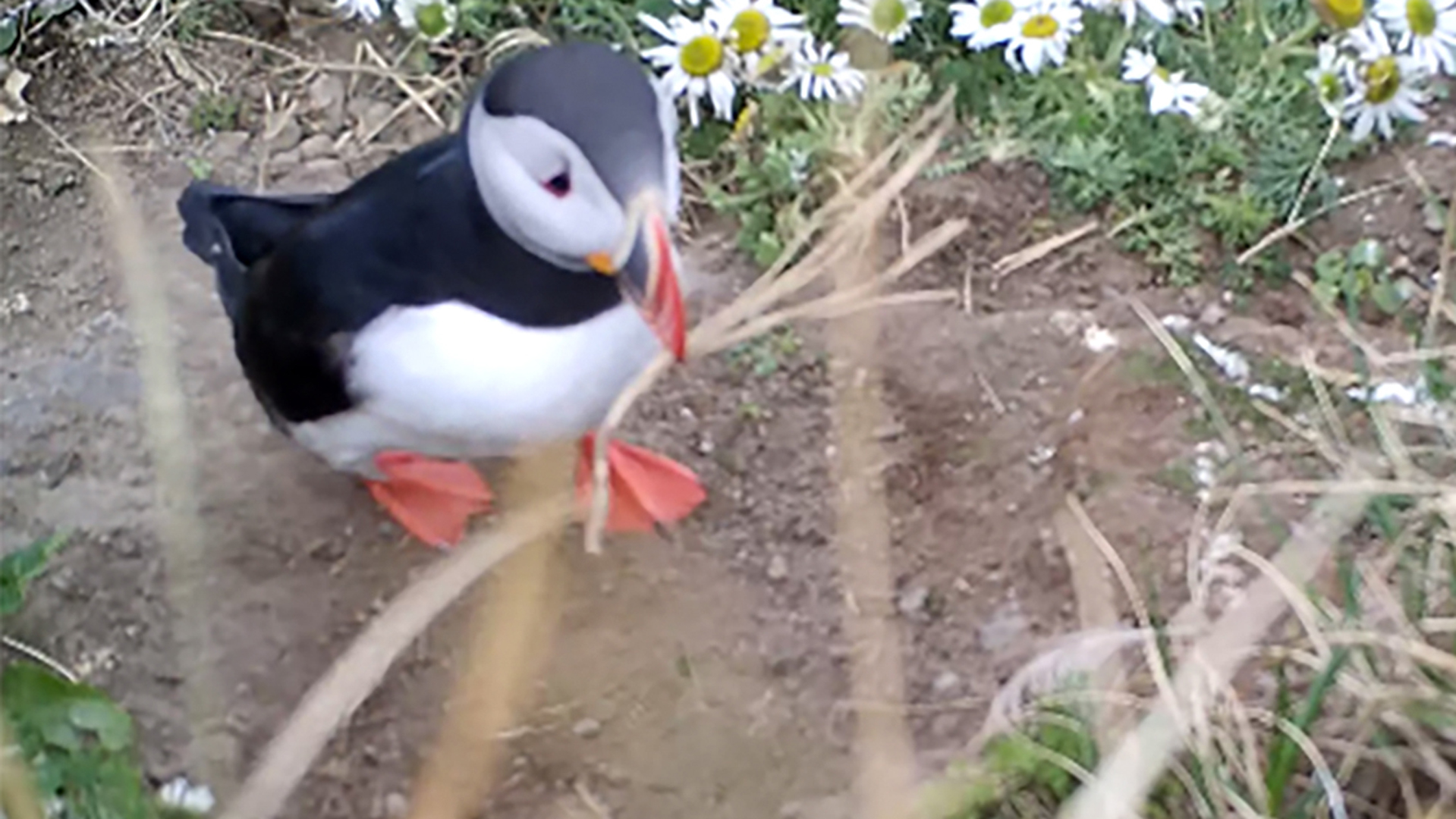 The Icelandic puffin dropped its stick to pick up grass and feathers to line its nest. Pointy sticks, while good for a scratch, do not make suitable bedding for persnickety puffins. (Credit: Annette Fayet/PNAS)