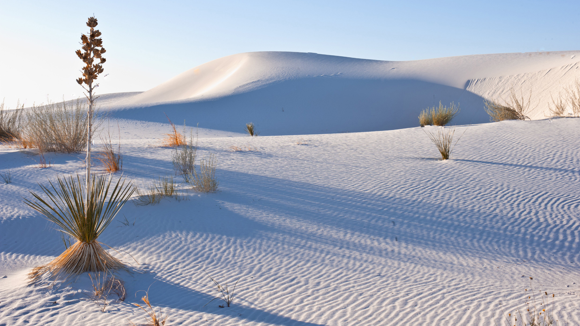 New Mexico, Las cruces, Heart of the Sands, Transverse Dunes and Yucca Plants, White Sands National Monument. (Credit: Universal Images Group via Getty Images)