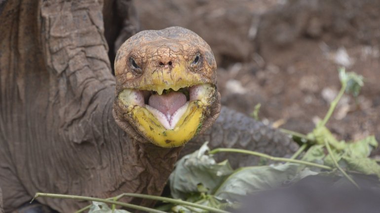 Diego, a tortoise of the endangered Chelonoidis hoodensis subspecies from Española Island, is seen in a breeding centre at the Galapagos National Park on Santa Cruz Island in the Galapagos archipelago, located some 1,000 km off Ecuador's coast, on September 10, 2016. (Credit: Rodrigo Buendia/AFP/Getty Images)