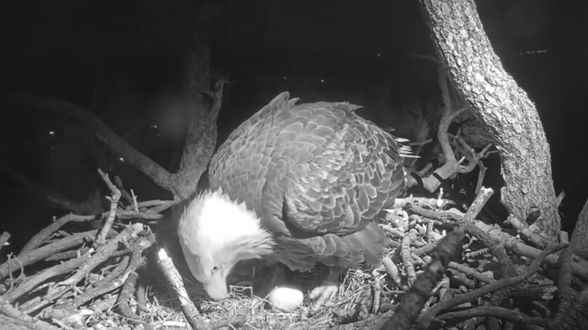 "Jackie," a bald eagle nesting at Big Bear, tends to her first egg of the 2020 season just minutes after laying it on Jan. 8, 2019. (Credit: Friends of Big Bear Valley)