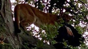 A mountain lion is seen carrying a backpack in Whiting Ranch on Jan. 20, 2020. (Credit: Orange County Sheriff's Department)