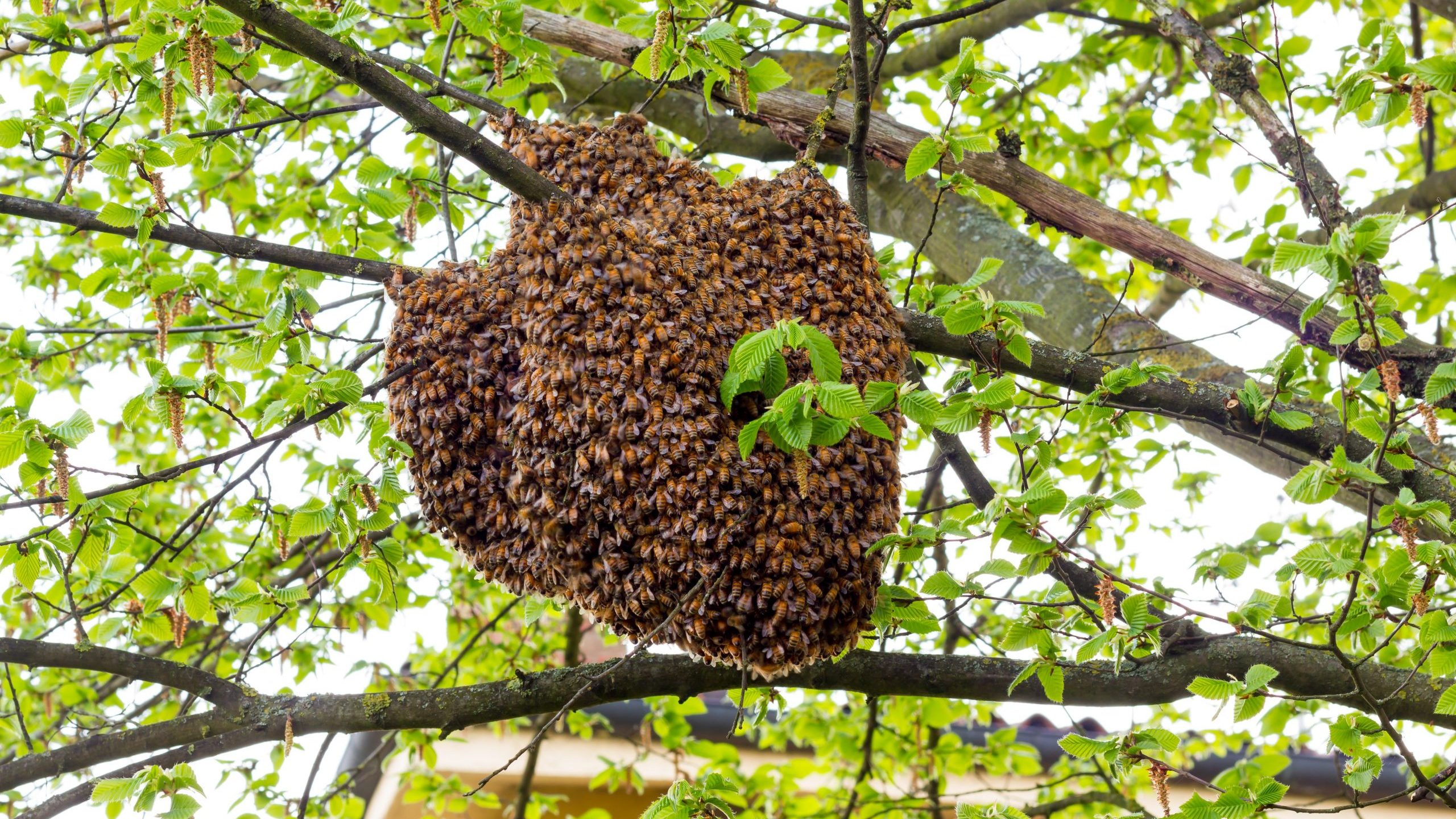 Bees are seen swarming a hive in this file image. (Credit: iStock / Getty Images Plus)