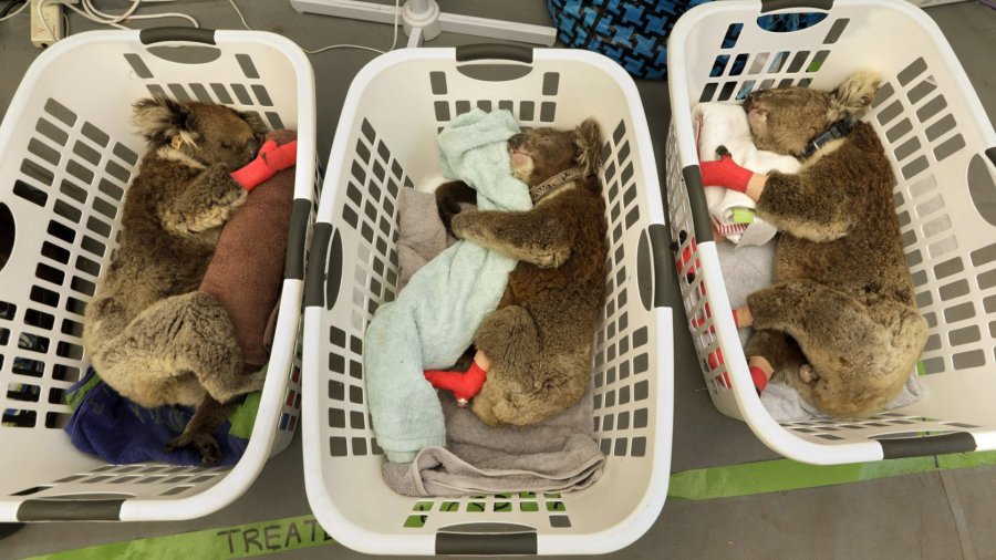 Koalas with burned paws are treated in a temporary hospital tent at Kangaroo Island Wildlife Park. (Credit: Carolyn Cole / Los Angeles Times)