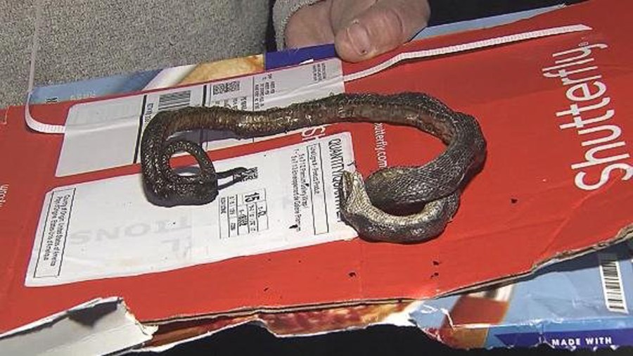 A family found this snake in their oven when they went to make a frozen pizza for dinner. (Credit: WRAL)