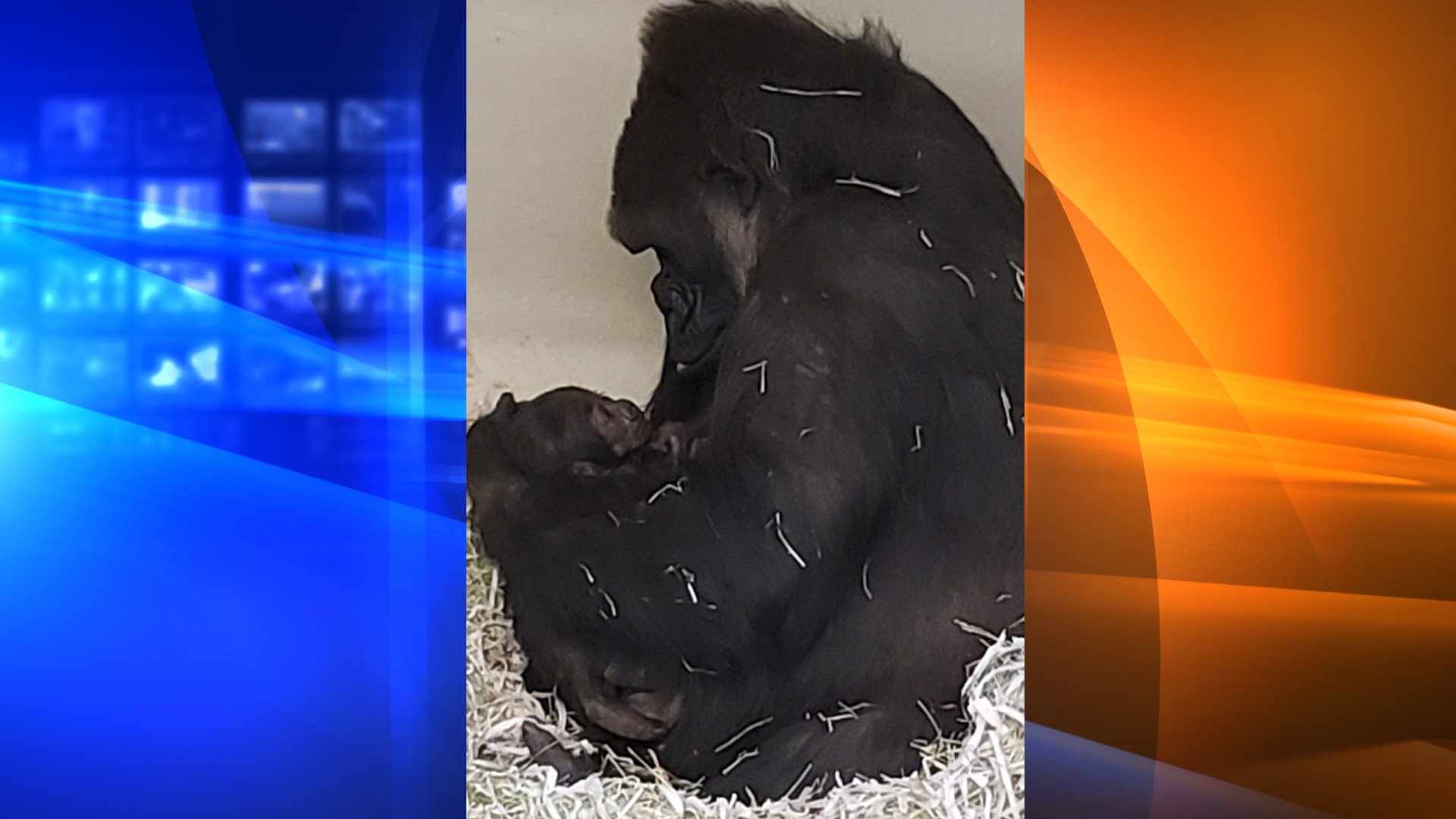 N’djia and her new baby bond in a photo released by the L.A. Zoo on Jan. 19, 2020.