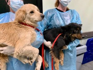 Two of 21 malnourished dogs rescued from an Ontario home is seen in a photo released Feb. 5, 2020, by the Inland Valley Humane Society.