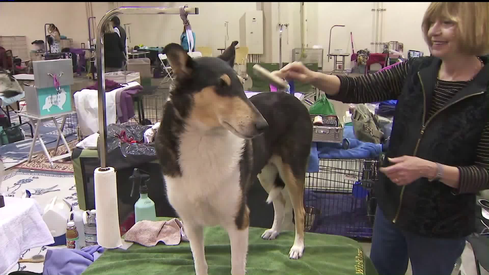 A dog enjoys a brushing at the Beverly Hills Dog Show in Pomona on Feb. 29, 2020. (Credit: KTLA)