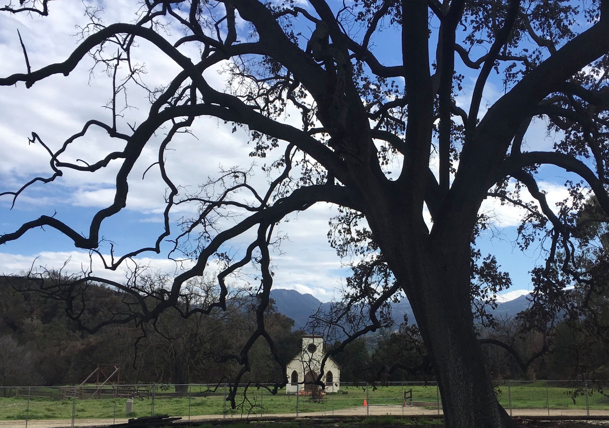 The "witness tree" at Paramount Ranch is seen in a photo tweeted March 5, 2019, by the Santa Monica Mountains National Recreation Area.