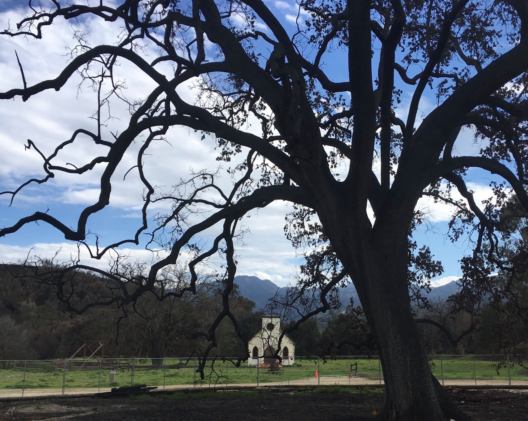 The "witness tree" at Paramount Ranch is seen in a photo tweeted March 5, 2019, by the Santa Monica Mountains National Recreation Area.