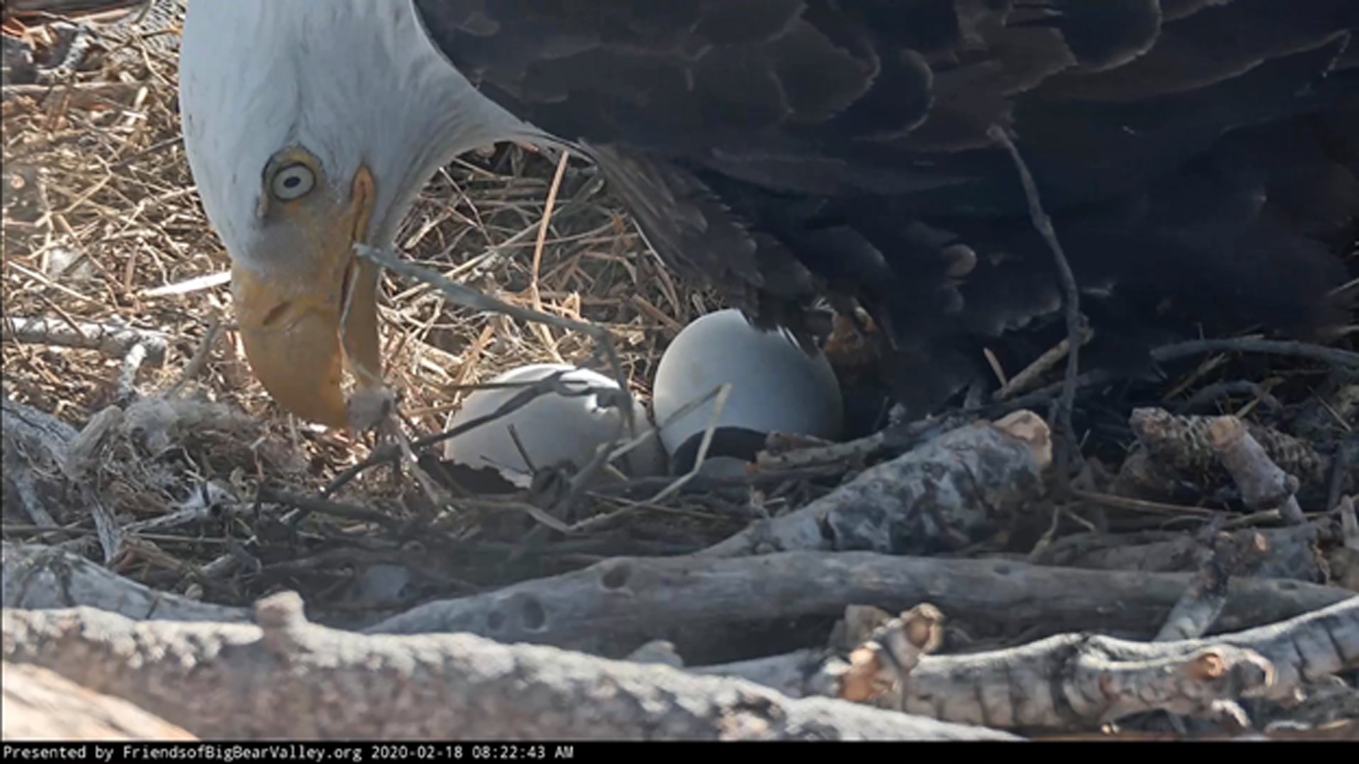 A close up of the eagle eggs is seen in an image from a camera operated by Friends of Big Bear Valley on Feb. 18, 2020.