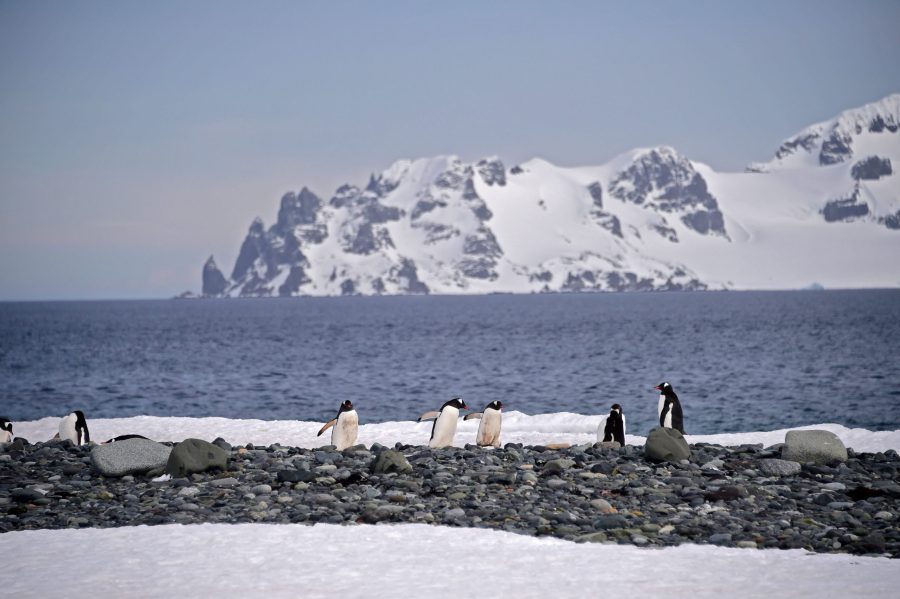 Gentoo penguins are seen at the Yankee Harbour in the South Shetland Islands, Antarctica, on Nov. 6, 2019. (Credit: Johan Ordonez / AFP / Getty Images)