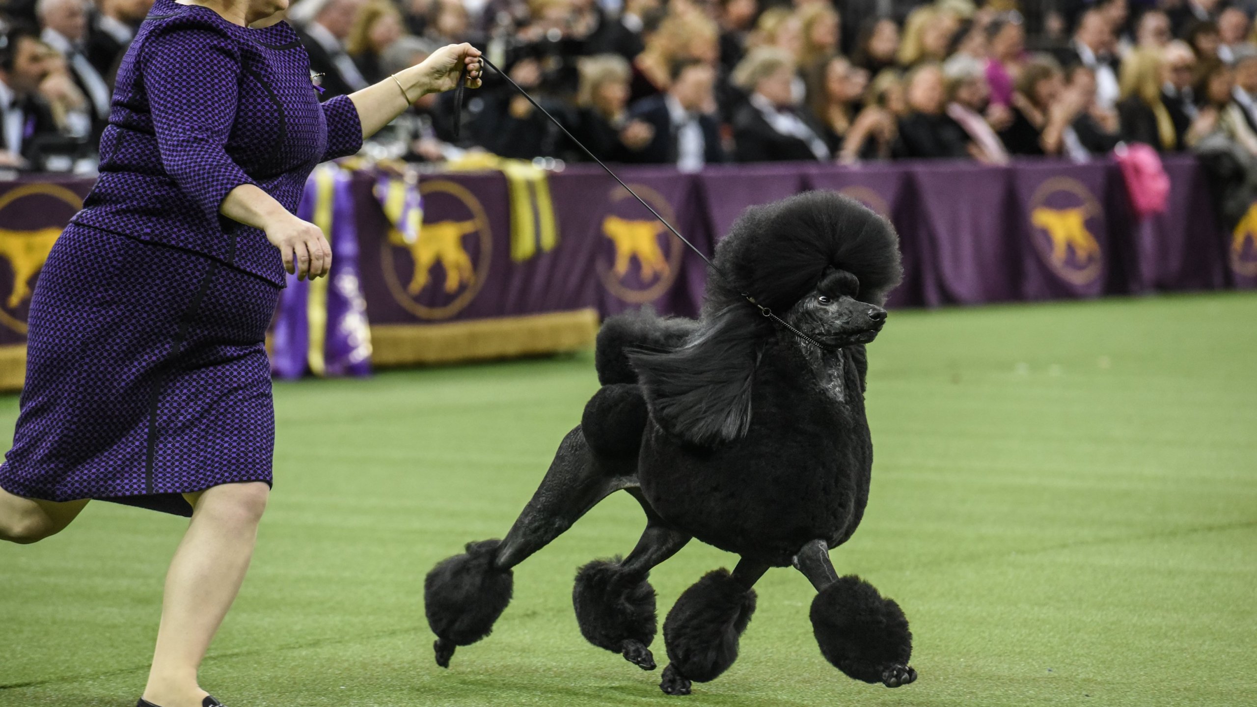 A Standard Poodle named Siba wins Best in Show during the annual Westminster Kennel Club dog show on Feb. 11, 2020, in New York City. (Stephanie Keith/Getty Images)