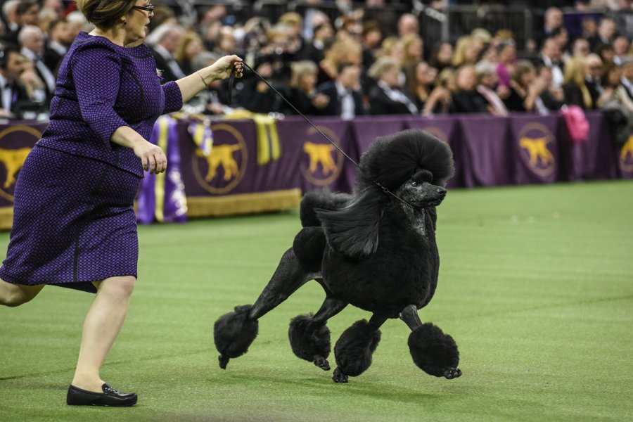 A Standard Poodle named Siba wins Best in Show during the annual Westminster Kennel Club dog show on Feb. 11, 2020, in New York City. (Stephanie Keith/Getty Images)