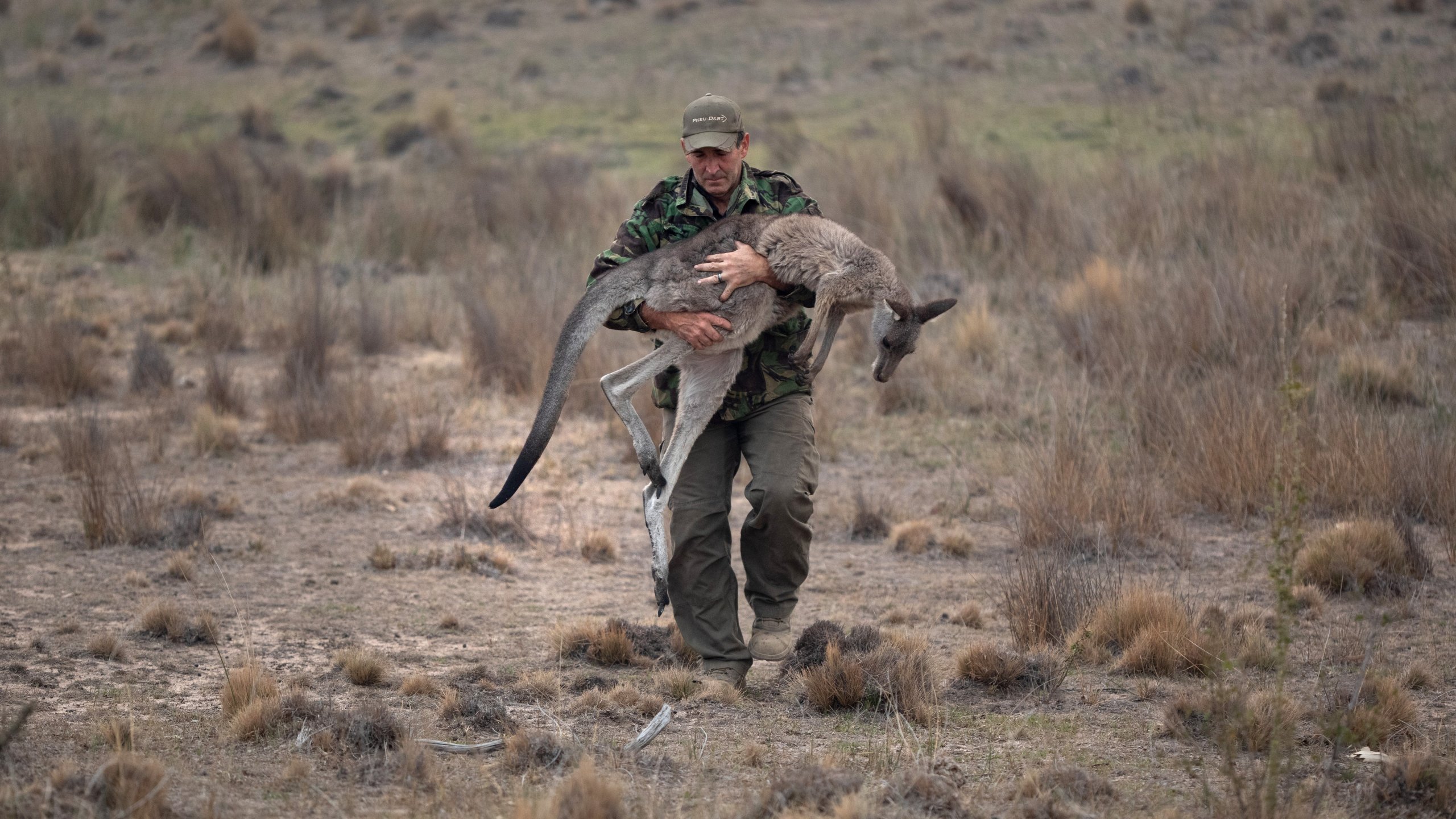 An animal rescuer carries kangaroo burned in a brush fire on Feb. 4, 2020, in Peak View, Australia. (Credit: John Moore/Getty Images)