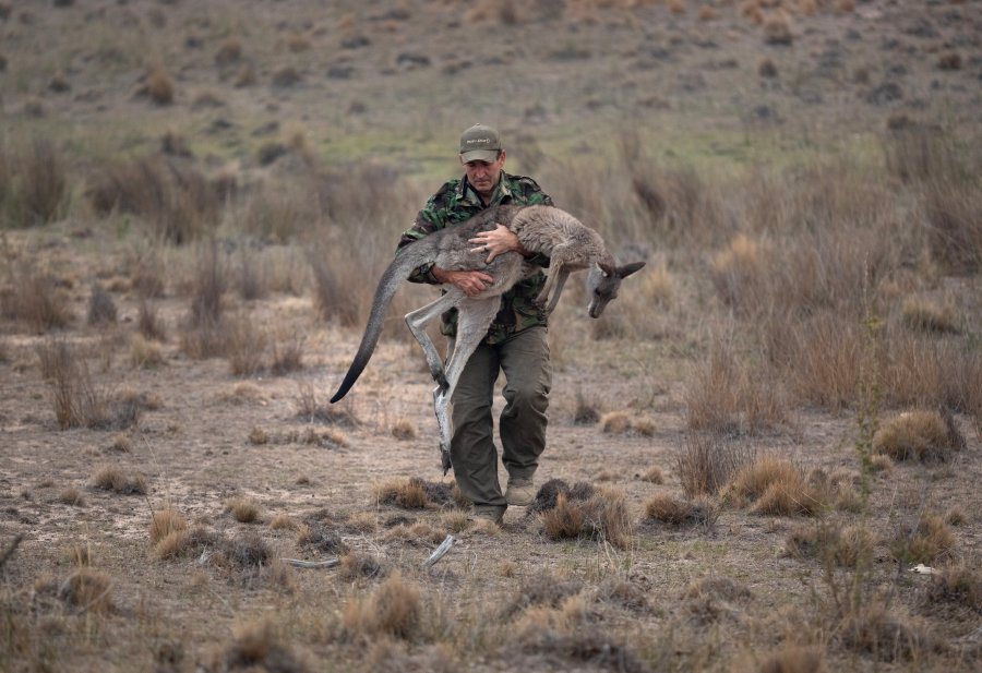 An animal rescuer carries kangaroo burned in a brush fire on Feb. 4, 2020, in Peak View, Australia. (Credit: John Moore/Getty Images)