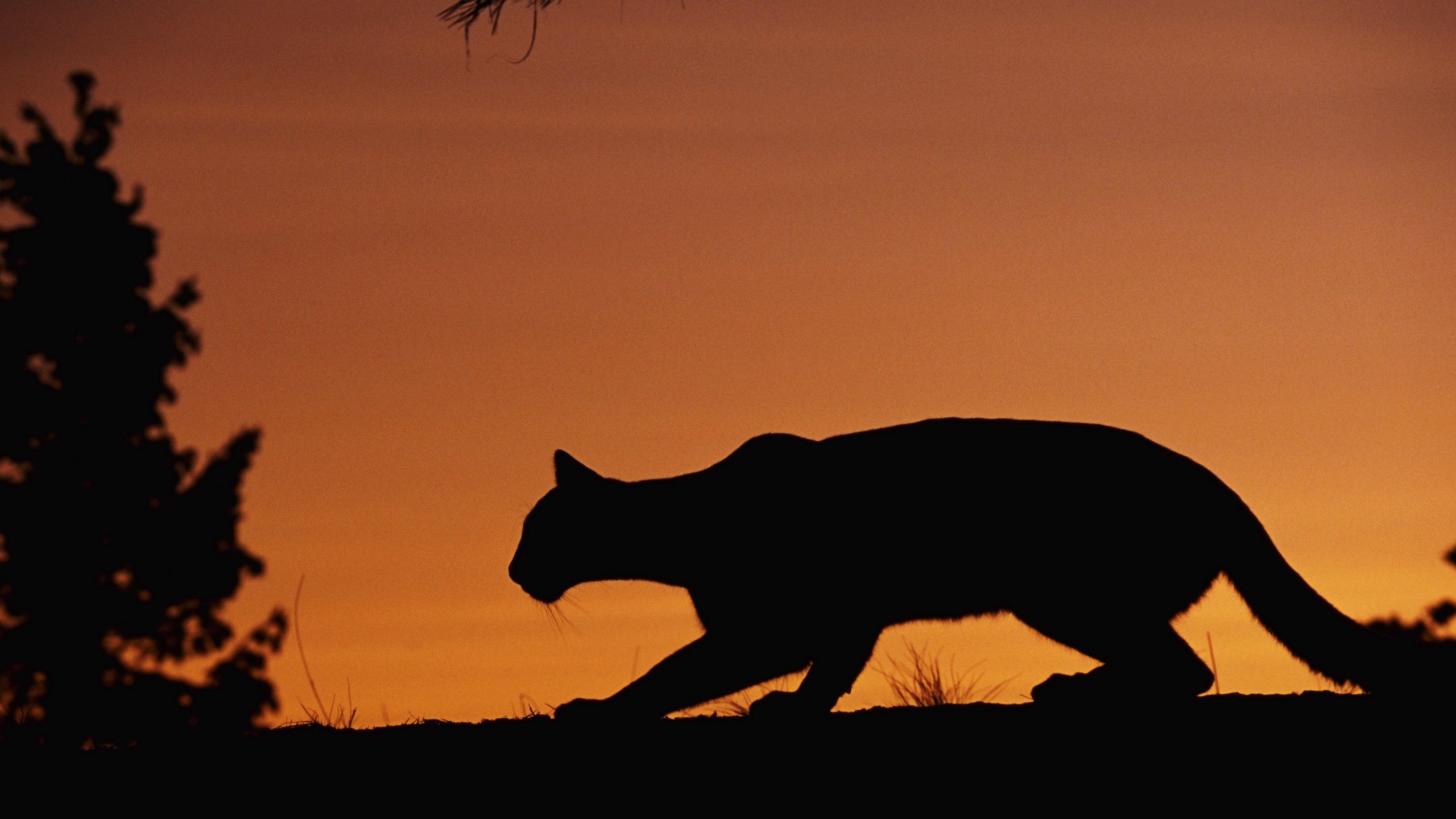 A mountain lion is seen in this undated file photo. (Getty Images)