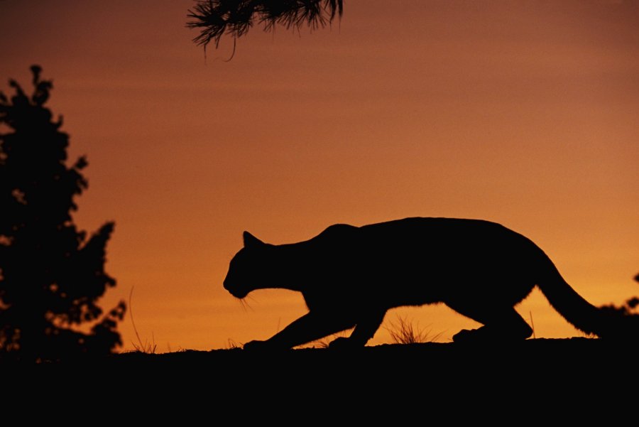 A mountain lion is seen in this undated file photo. (Getty Images)