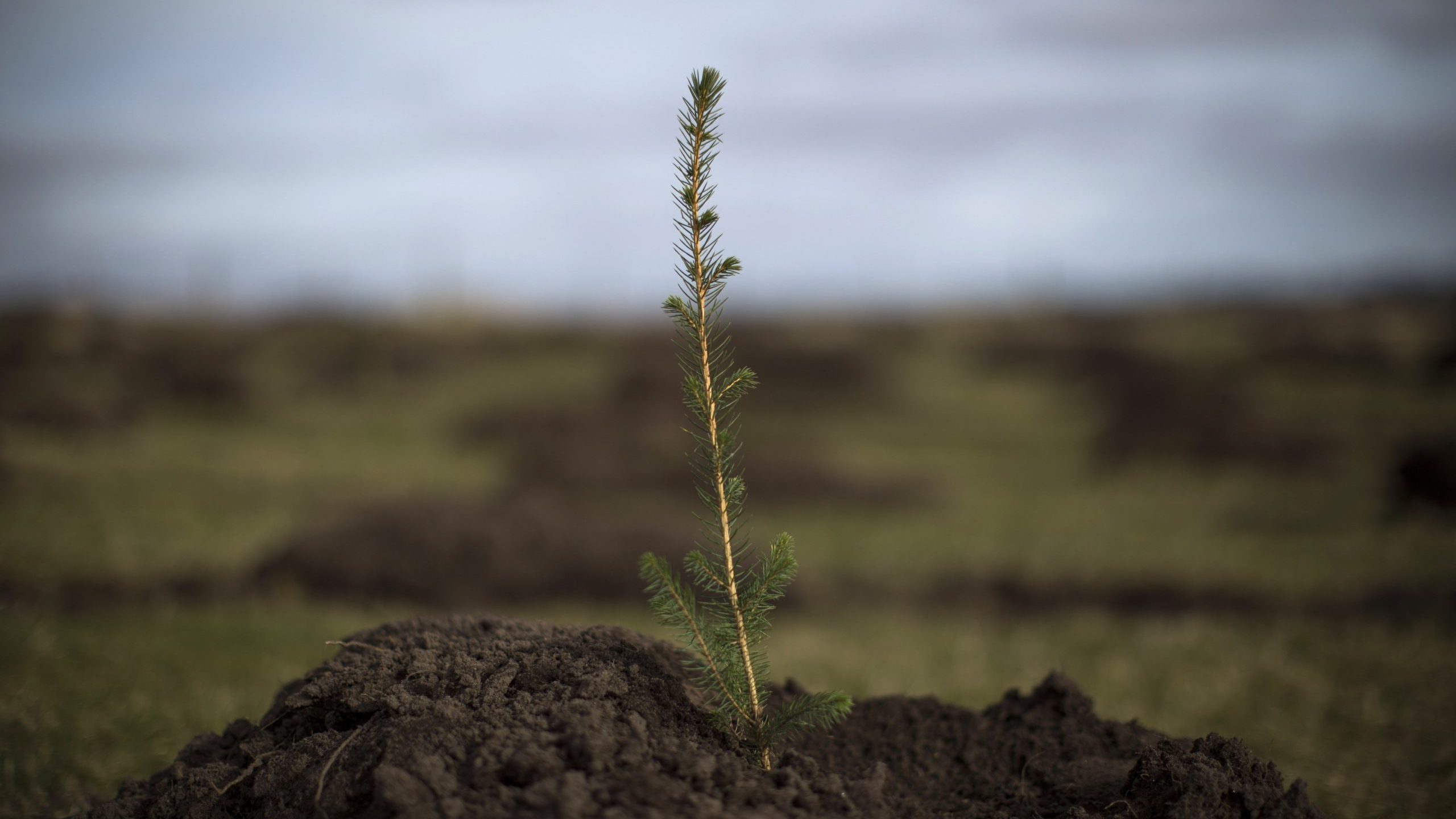 A spruce tree is planted north of Doddington, England, on March 22, 2018. (Credit: Dan Kitwood / Getty Images)