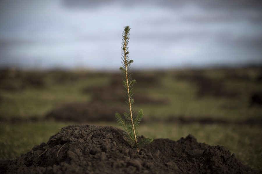 A spruce tree is planted north of Doddington, England, on March 22, 2018. (Credit: Dan Kitwood / Getty Images)