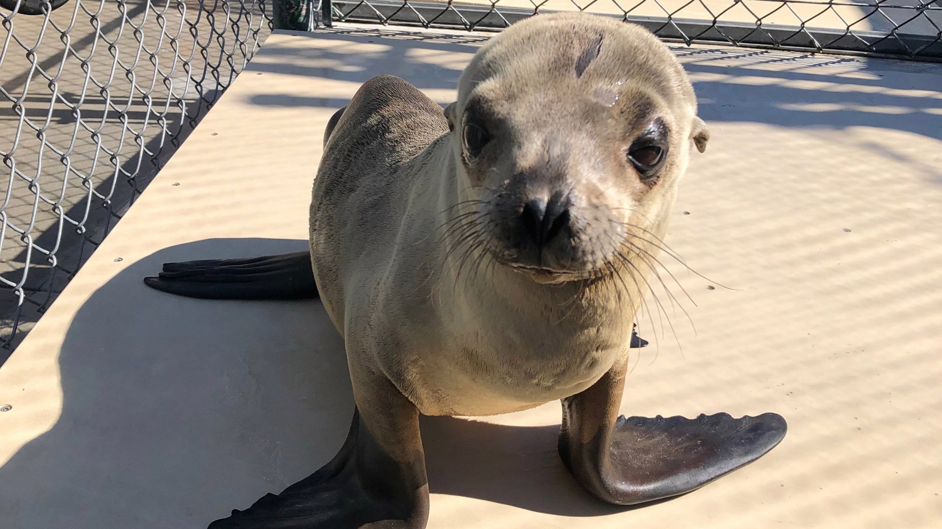 A sea lion pup recovers at the Marine Mammal Care Center in San Pedro after being rescued from the 710 Freeway in Long Beach. (Credit: Marine Mammal Care Center)